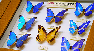 蝶を愛でに金沢から車で約35分～石川県ふれあい昆虫館～